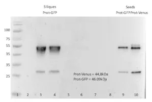 Anti-GFP | Green Fluorescence Protein, monoclonal (clone 2G4:F2) - image 1